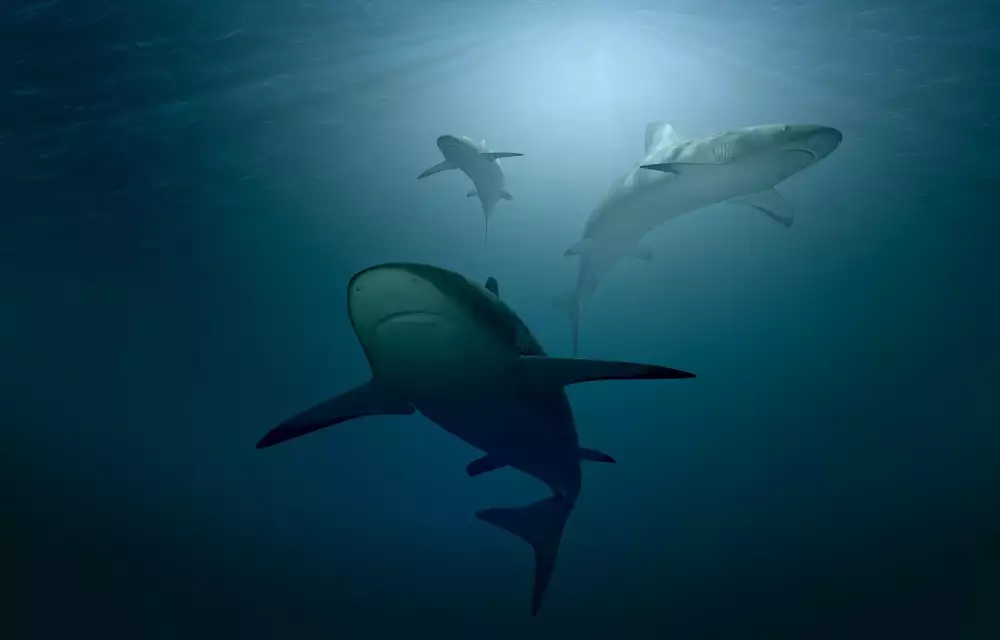 Shark Cartilage